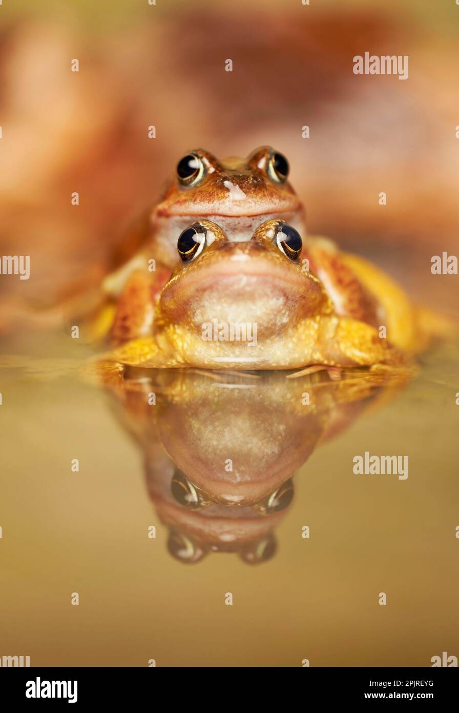 Gemeiner Frosch (Rana temporaria), erwachsenes Paar, im Amplexus, Paarung im Pool mit Reflexion, West Midlands, England, Vereinigtes Königreich Stockfoto