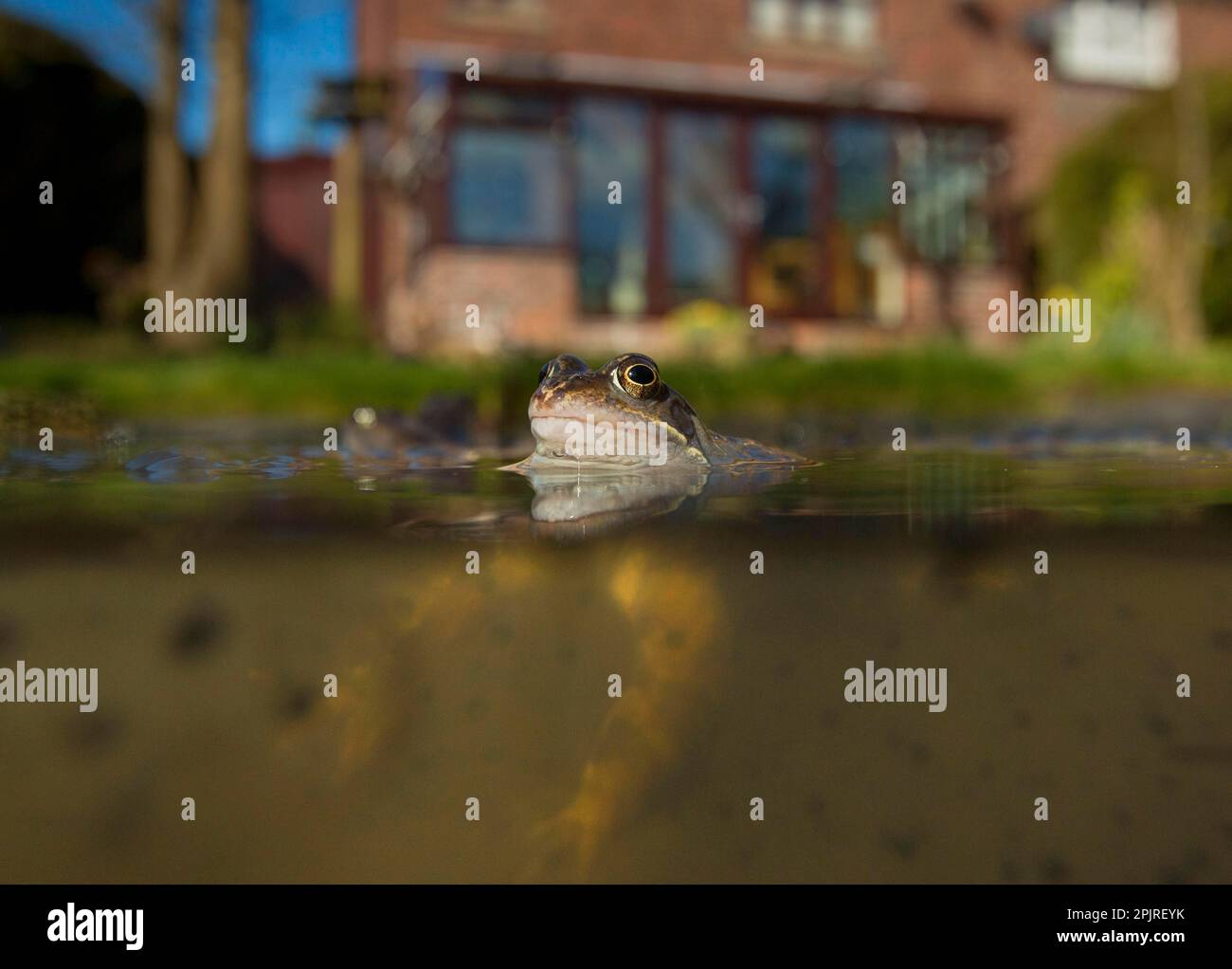 Frosch (Rana temporaria), Erwachsene, Laichen im Gartenteich, Yorkshire, England, Vereinigtes Königreich Stockfoto
