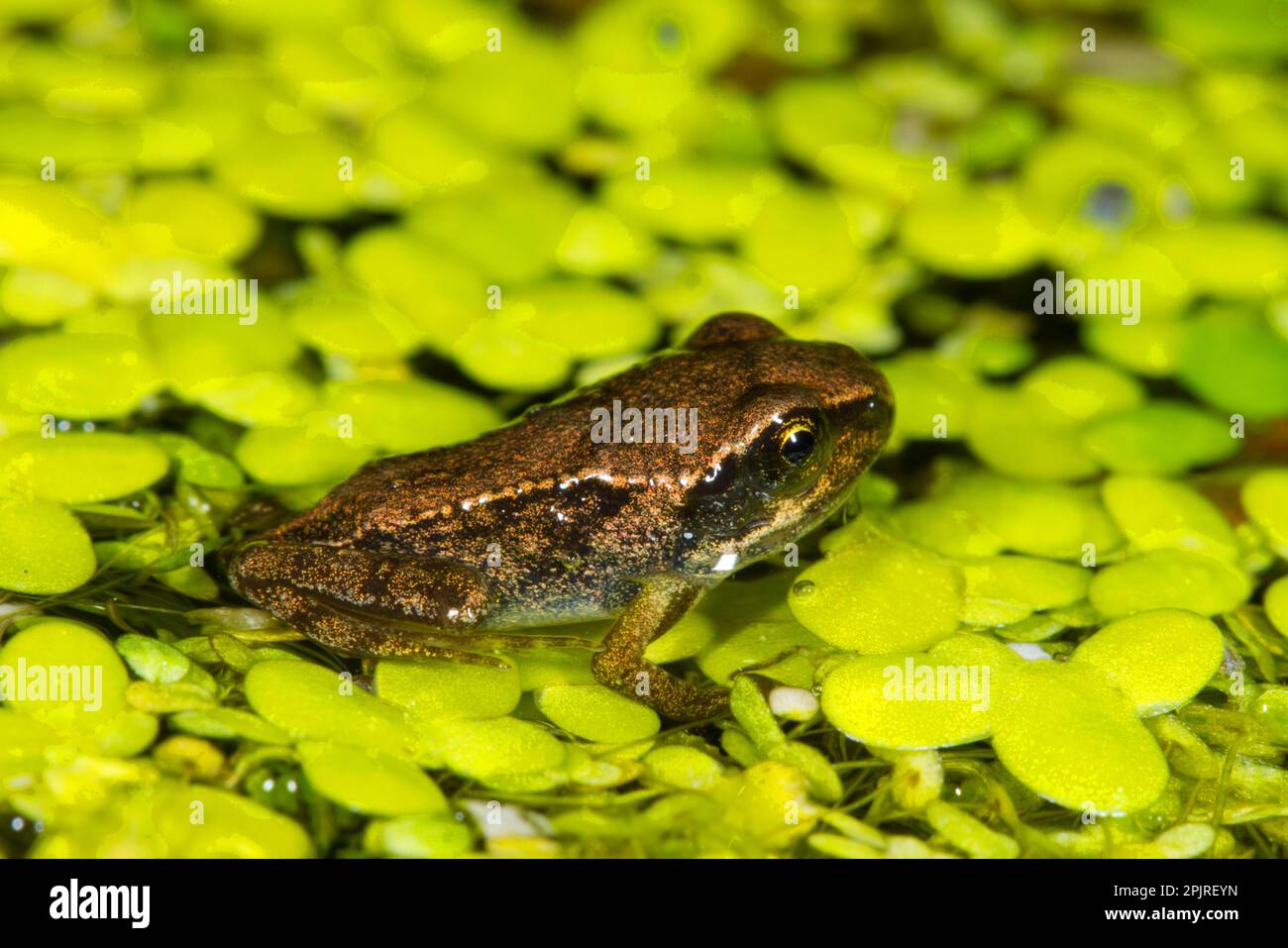 Gemeiner Frosch (Rana temporaria), auf Entengras (Lemna sp.) In Garden Pond, Seaford, East Sussex, England, Vereinigtes Königreich Stockfoto