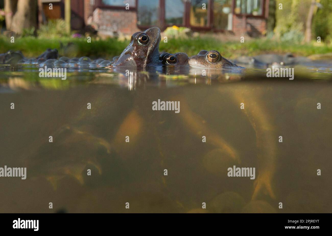 Frosch (Rana temporaria), Erwachsene, Laichen im Gartenteich, Yorkshire, England, Vereinigtes Königreich Stockfoto