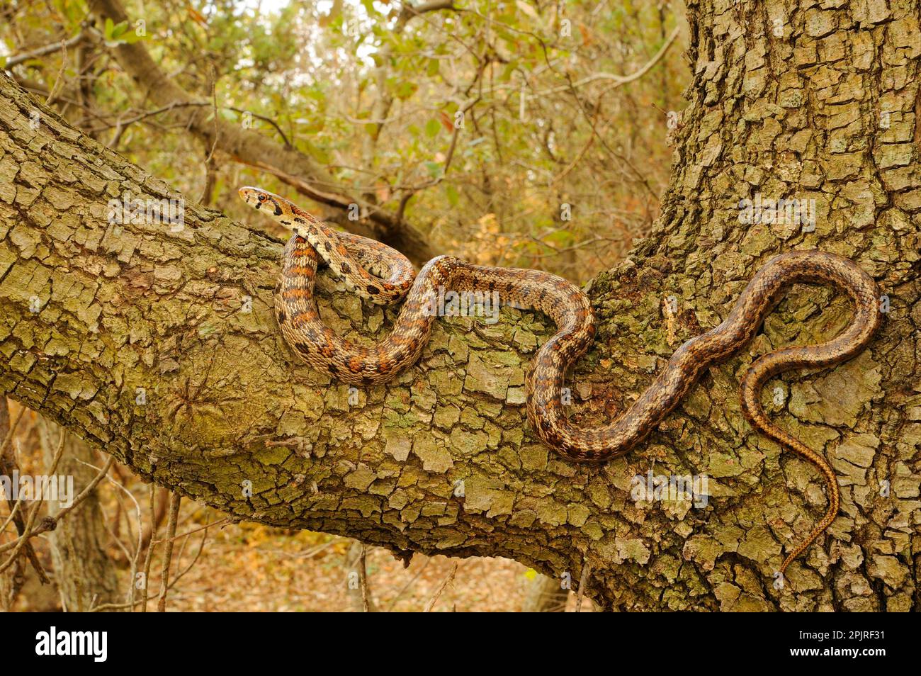 Coluber leopardinensis, Elaphe situla, european Ratnake (Zamenis situla), Leopardenschlangen, andere Tiere, Reptilien, Schlangen, Tiere, Leopardenschlange Stockfoto