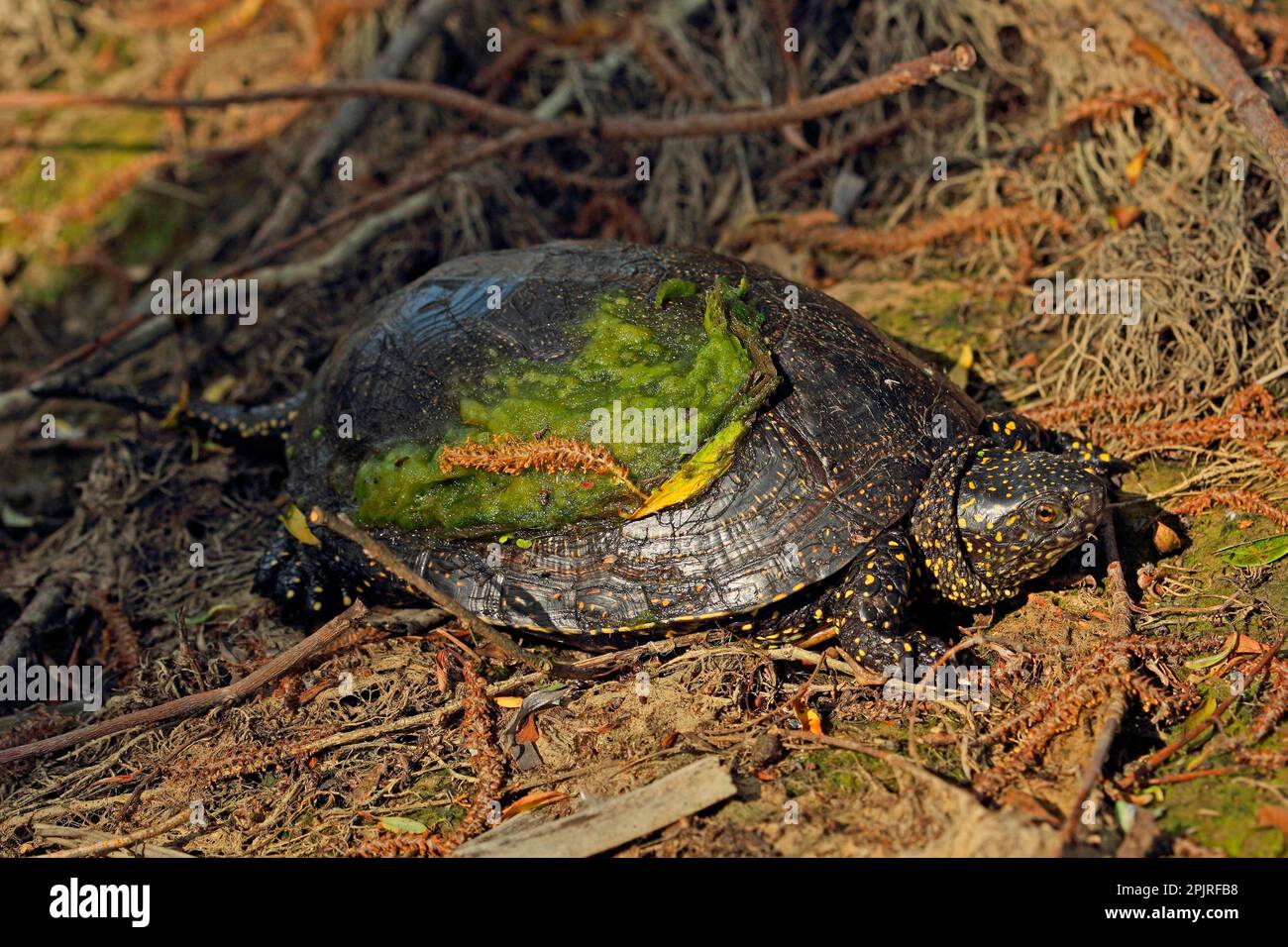 Europäische Teichschildkröten, andere Tiere, Reptilien, Schildkröten
