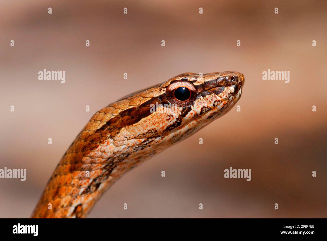 Großäugige Schlange (Mimophis mahfalensis), Erwachsene, Nahaufnahme des Kopfes, in trockenem Milchwald, Ankarafantsika N. P. Nordwest-Madagaskar Stockfoto