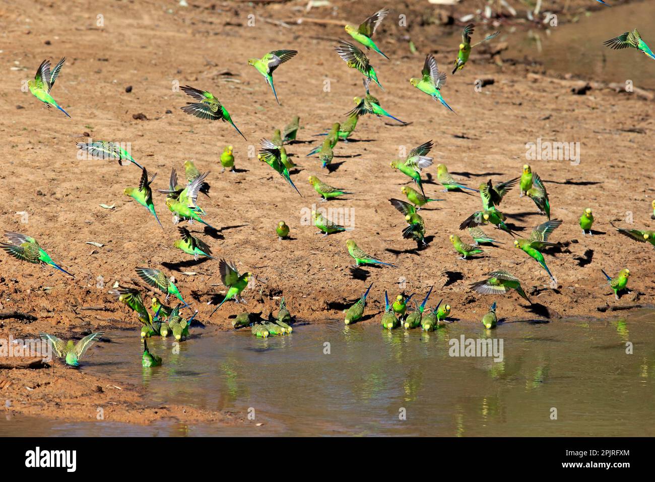 Budgie (Melopsittacus undulatus), Gruppenbaden und Trinken im Wasser, Sturt-Nationalpark, New South Wales, Australien Stockfoto