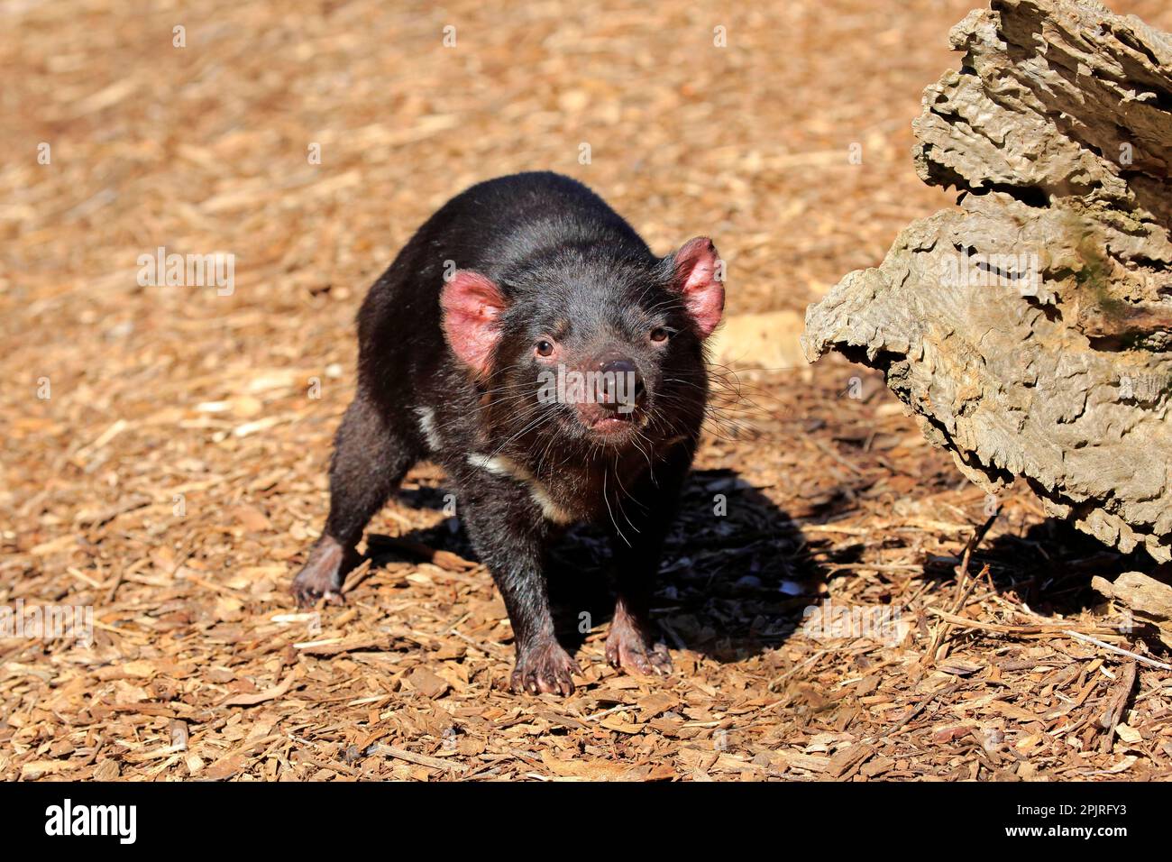 Tasmanischer Teufel (Sarcophilus harrisii), Erwachsener, Mount Lofty, Südaustralien, Australien Stockfoto