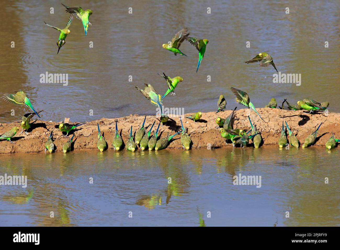 Budgie (Melopsittacus undulatus), Gruppenbaden und Trinken im Wasser, Sturt-Nationalpark, New South Wales, Australien Stockfoto