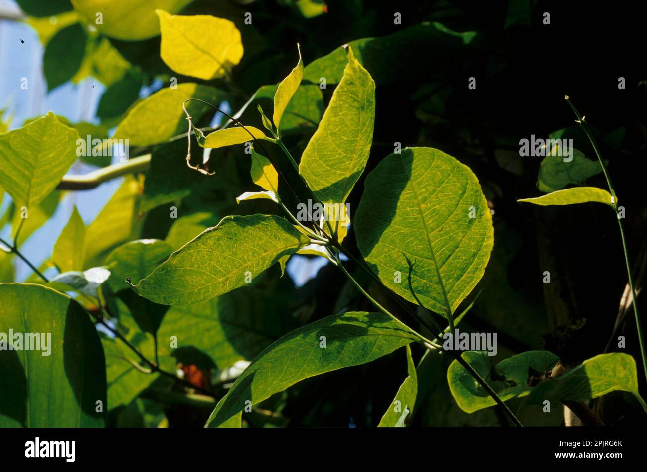 Yage (Banisteriopsis caapi) Stockfoto