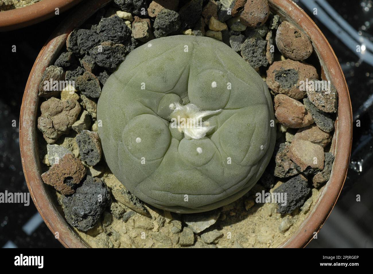 Peyote Kaktus Stockfoto