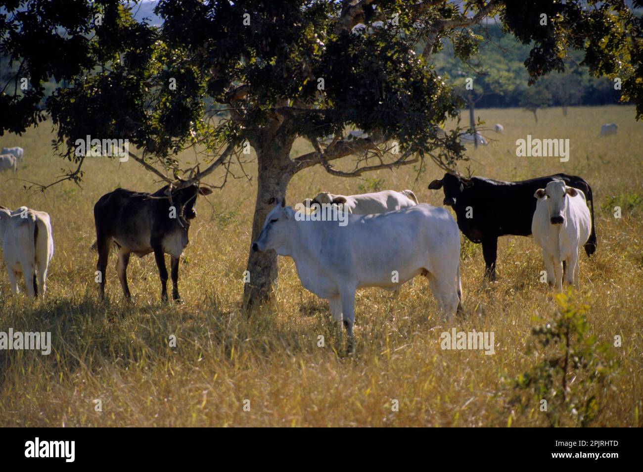 Rinder, die während der Trockenzeit Schatten unter Bäumen in zersetztem Cerrado (brasilianische Savanne) suchen, Goias, Brasilien. Stockfoto