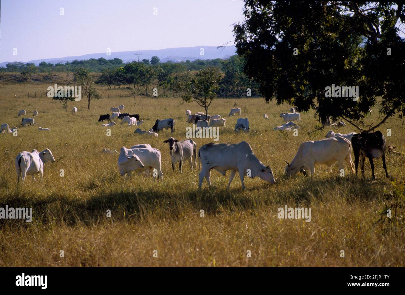 Rinder auf der Weide bei zersetztem Cerrado in der Trockenzeit, Goias, Brasilien. Stockfoto