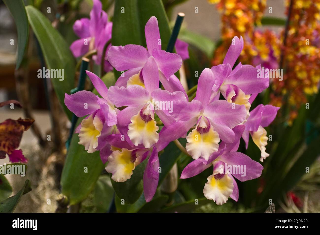 Tropische Orchideenblüten mit rosafarbenen und gelben Blütenblättern und grünen Blättern Stockfoto