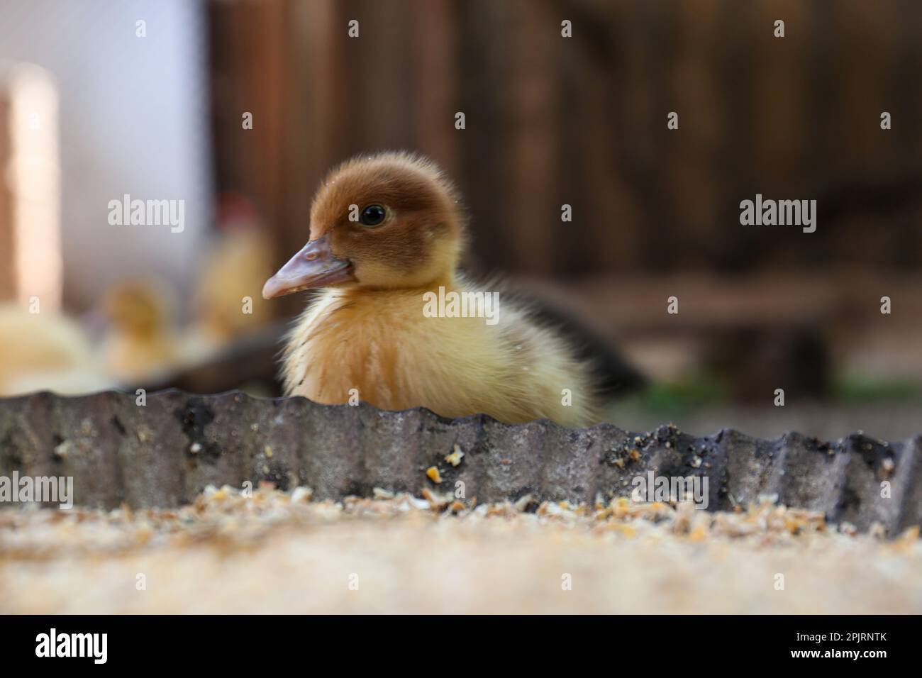 Süßes, flauschiges Entlein in der Nähe einer Schüssel Samenmischung auf dem Hof Stockfoto