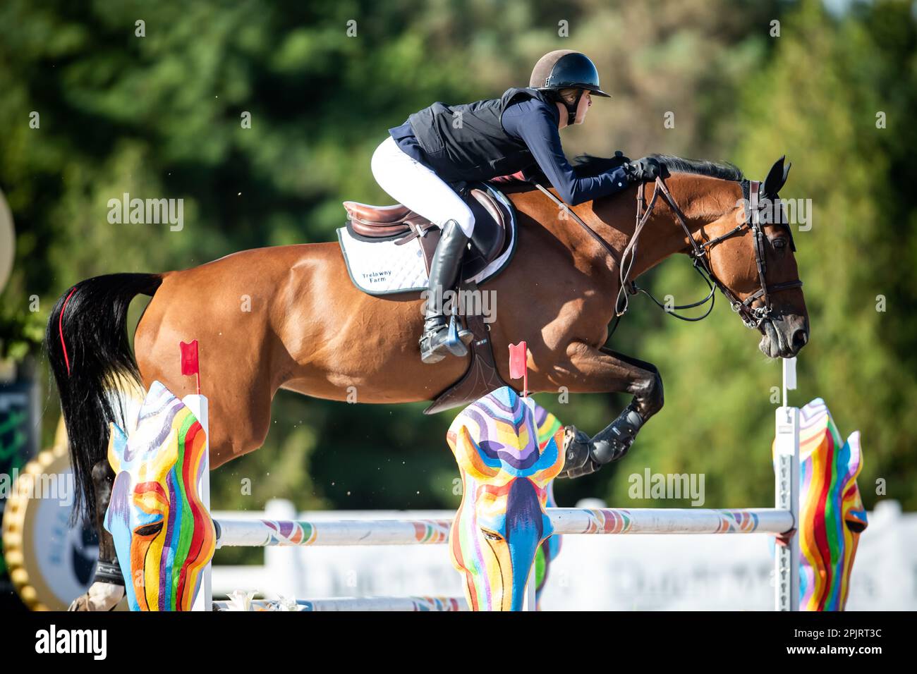 Emma Marlow aus den Vereinigten Staaten tritt 2021 bei einem Major League Show Jumping Event im Caledon Equestrian Park an. Stockfoto