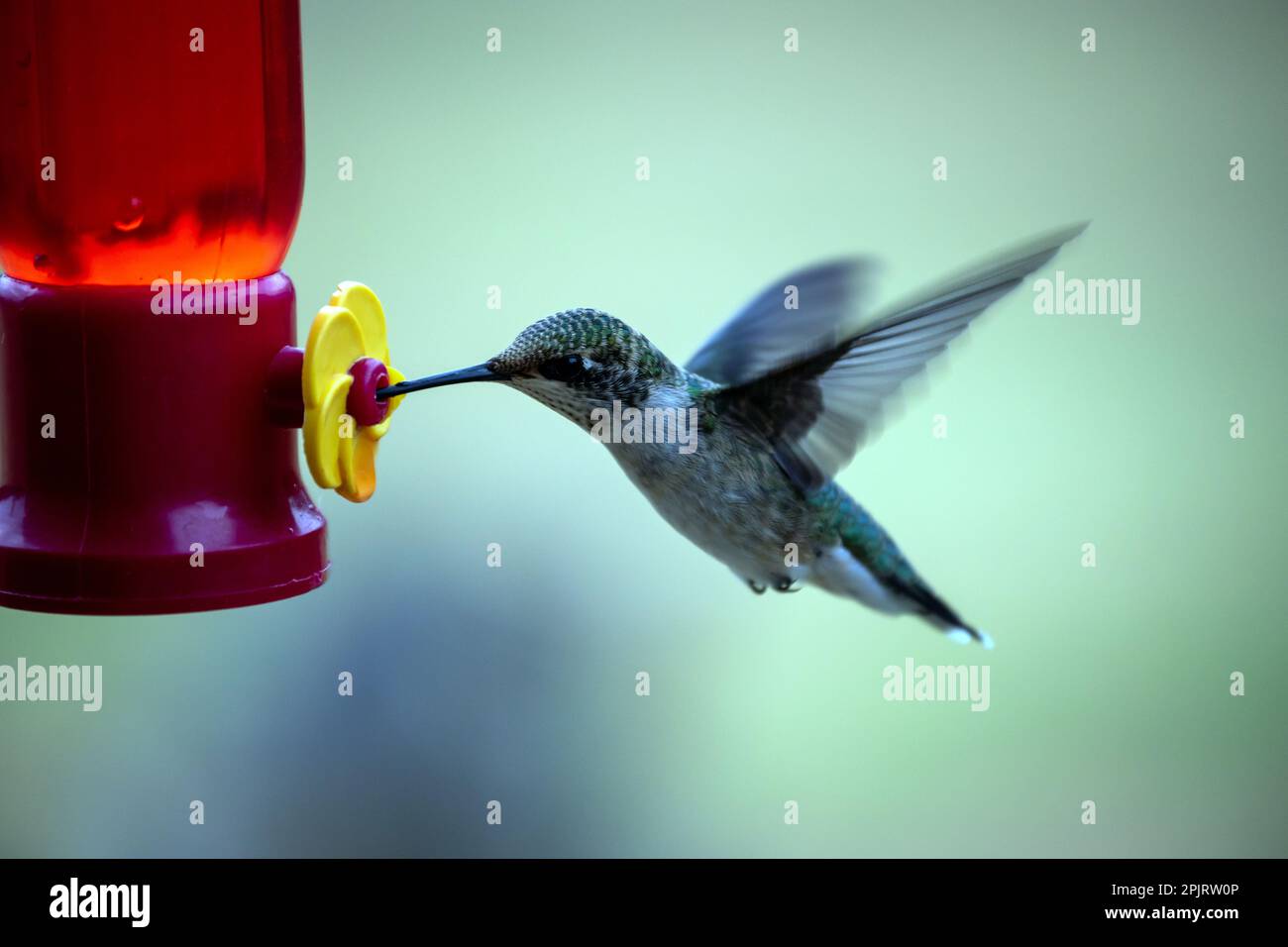 Der wunderschöne, winzige, grüne Kolibri ist begeistert von dem süßen Nektar. Die Vogelbeobachter sind begeistert von der Show, die die kleine Kreatur bietet. W Stockfoto