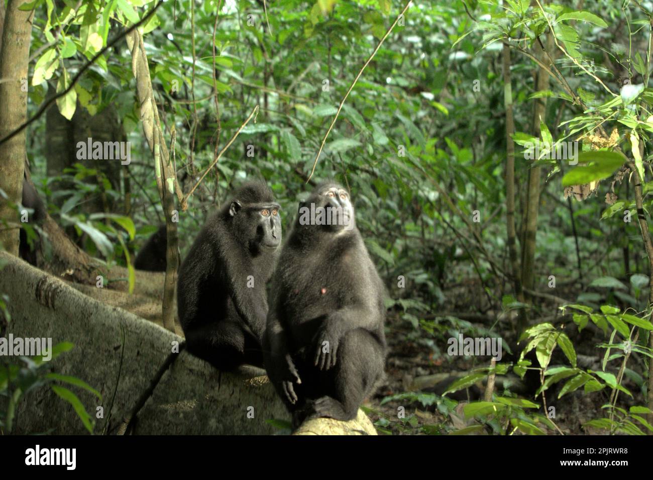 Sulawesi-Schwarzkammmakaken (Macaca nigra) im Naturschutzgebiet Tangkoko, North Sulawesi, Indonesien. Klimawandel und Krankheiten stellen neue Bedrohungen für Primaten dar, Laut einem Wissenschaftlerteam unter Leitung von Miriam Plaza Pinto (Departamento de Ecologia, Centro de Biociências, Universidade Federal do Rio Grande do Norte, Natal, RN, Brasilien) in ihrem wissenschaftlichen Bericht über die Natur, der im Januar 2023 veröffentlicht wurde, haben etwa ein Viertel der Primaten Temperaturen über historische Temperaturen. Die Wissenschaftler zeigten, dass sich die geeigneten klimatischen Eigenschaften aufgrund des Klimas ändern können... Stockfoto