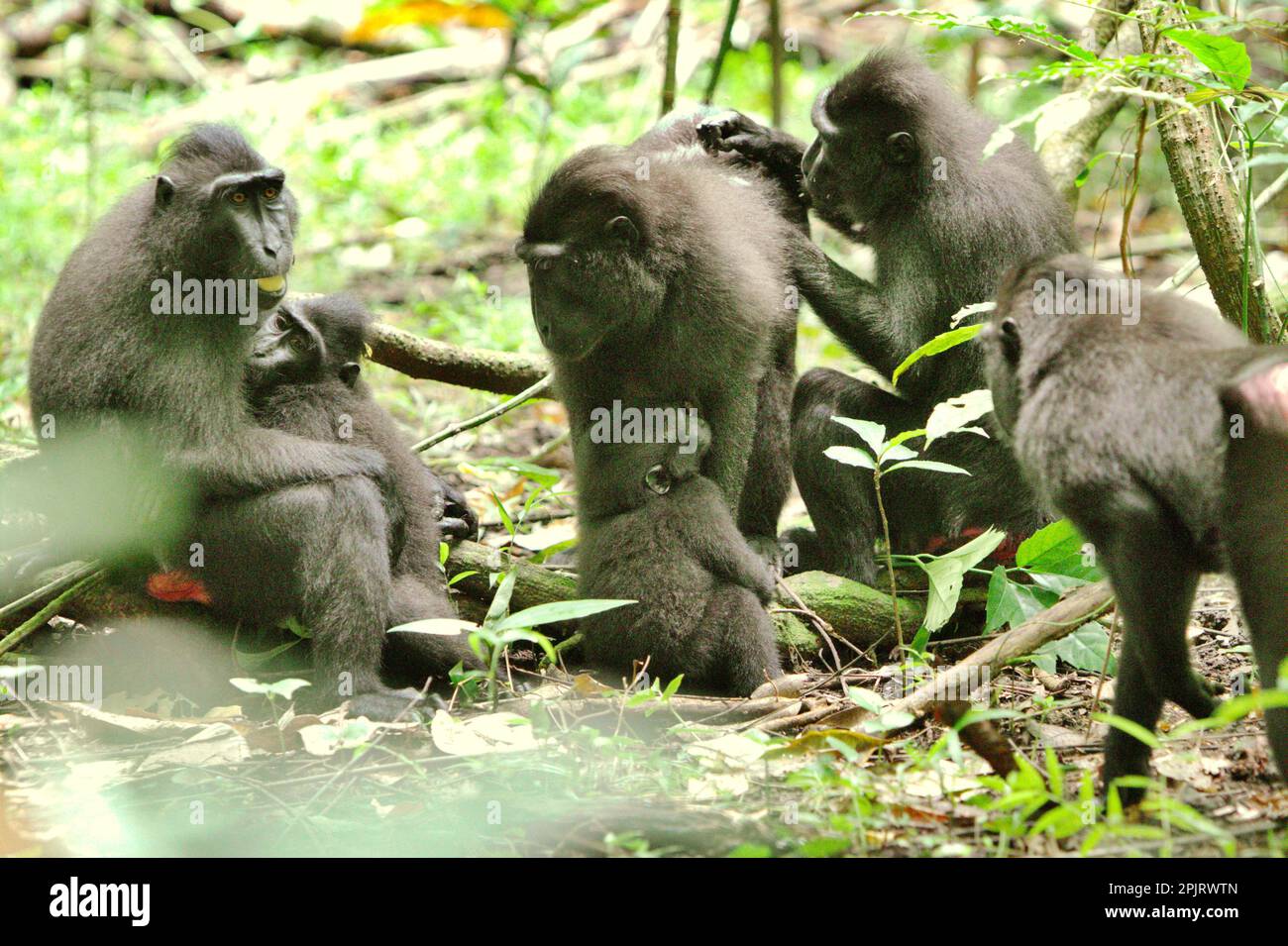 Eine Gruppe von Sulawesi-Schwarzkammmakaken (Macaca nigra) im Naturschutzgebiet Tangkoko, North Sulawesi, Indonesien. Klimawandel und Krankheiten stellen neue Bedrohungen für Primaten dar, Laut einem Wissenschaftlerteam unter Leitung von Miriam Plaza Pinto (Departamento de Ecologia, Centro de Biociências, Universidade Federal do Rio Grande do Norte, Natal, RN, Brasilien) in ihrem wissenschaftlichen Bericht über die Natur, der im Januar 2023 veröffentlicht wurde, haben etwa ein Viertel der Primaten Temperaturen über historische Temperaturen. Die Wissenschaftler zeigten, dass sich die geeigneten klimatischen Eigenschaften räumlich ändern können, weil... Stockfoto