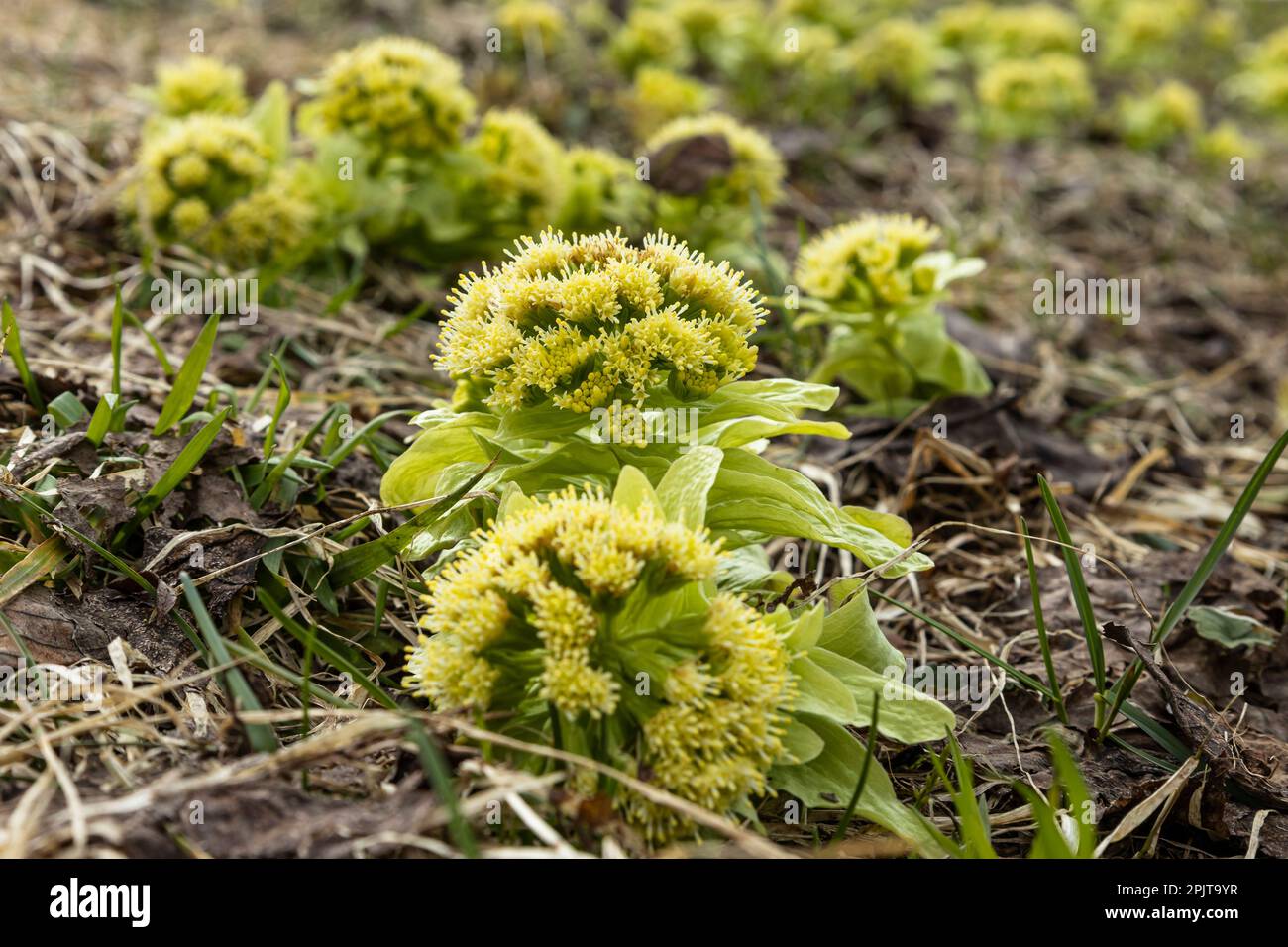 Junger Butterbuschsprossen, japanischer Huki, wildes Gemüse im Frühling, Yokote-Stadt, Akita, Tohoku, Japan, Ostasien, Asien Stockfoto
