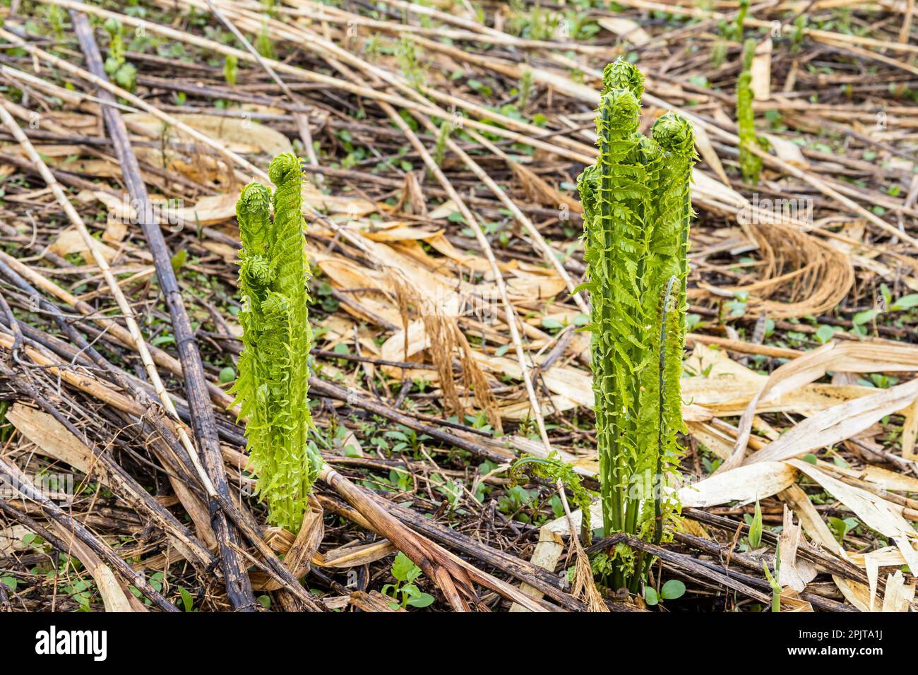Junger Straußenfarn am Flussufer, japanisches „Kogomi“, wildes Gemüse im Frühling, Yokote-Stadt, Akita, Tohoku, Japan, Ostasien, Asien Stockfoto