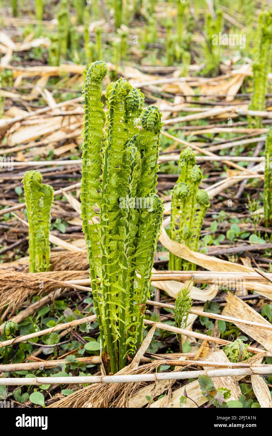 Junger Straußenfarn am Flussufer, japanisches „Kogomi“, wildes Gemüse im Frühling, Yokote-Stadt, Akita, Tohoku, Japan, Ostasien, Asien Stockfoto