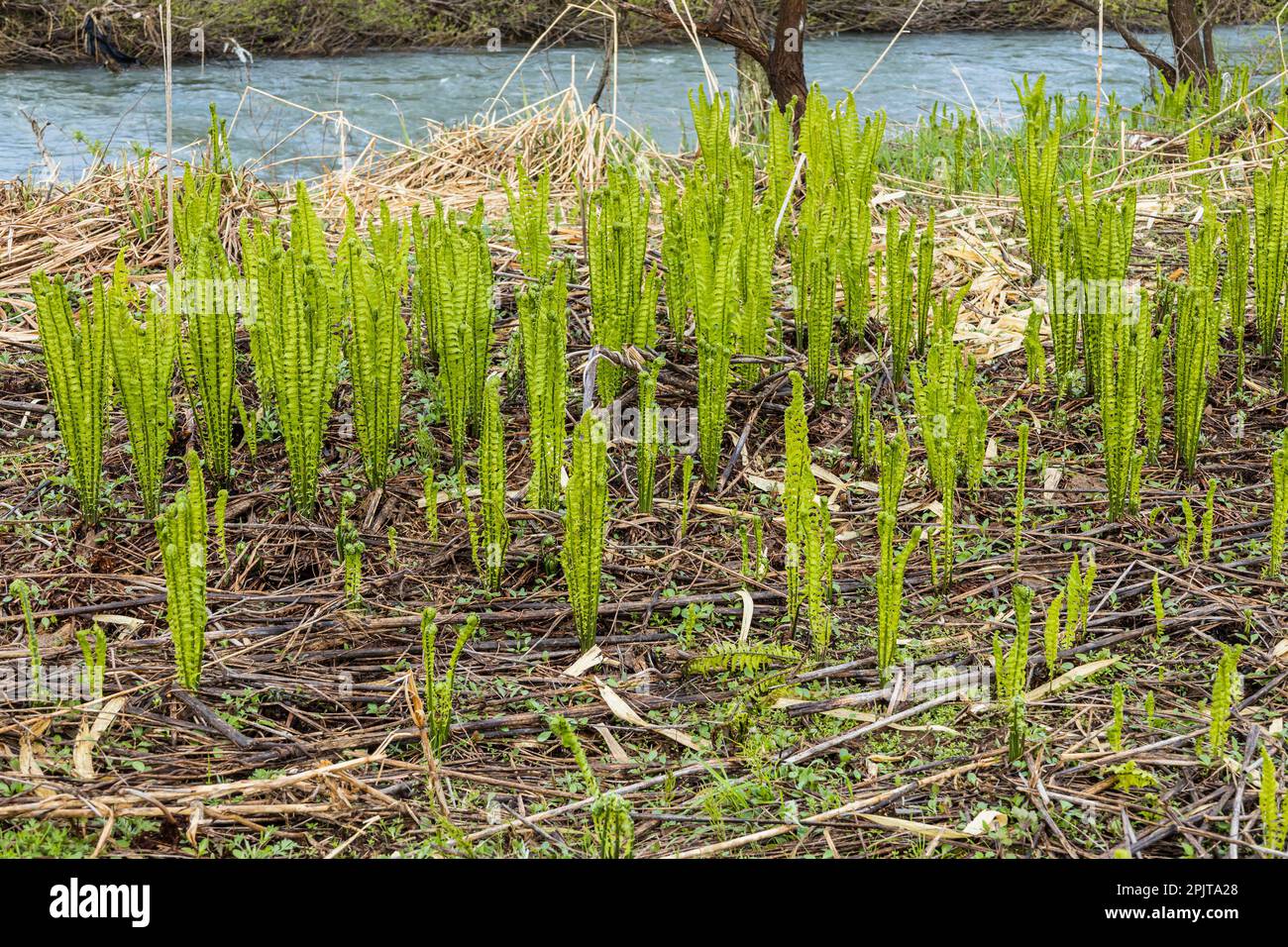 Junger Straußenfarn am Flussufer, japanisches „Kogomi“, wildes Gemüse im Frühling, Yokote-Stadt, Akita, Tohoku, Japan, Ostasien, Asien Stockfoto