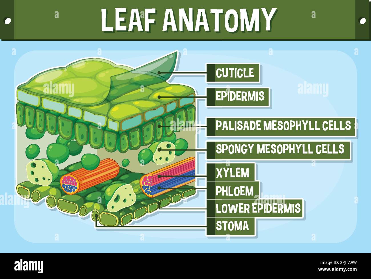 Darstellung des inneren Aufbaus des Blattdiagramms Stock Vektor