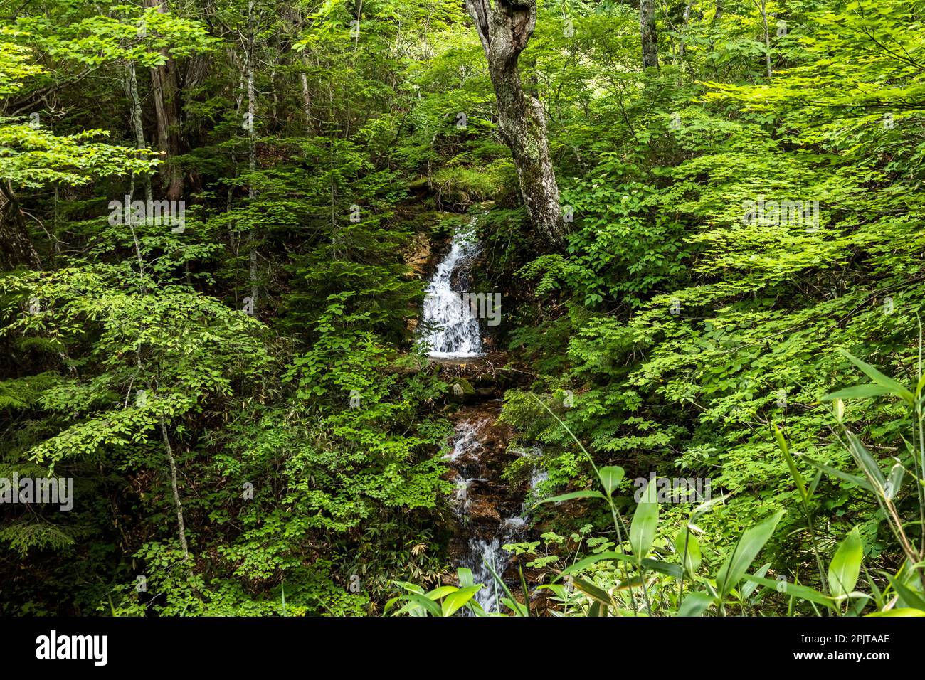 Kopfwasser und kleine Wasserfälle in wilden Wäldern, Oze-Nationalpark, Katashina, Gunma, Japan, Ostasien, Asien Stockfoto