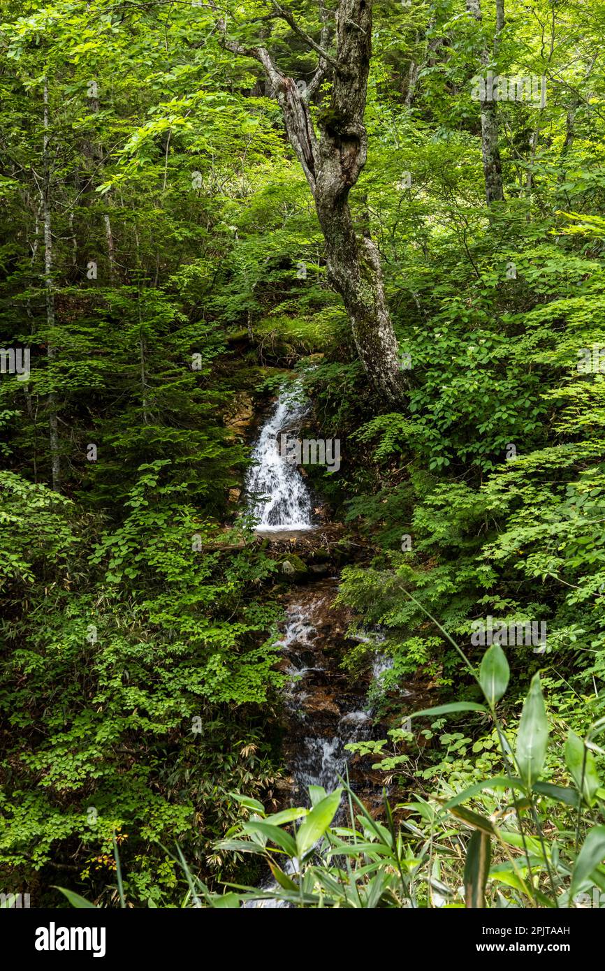Kopfwasser und kleine Wasserfälle in wilden Wäldern, Oze-Nationalpark, Katashina, Gunma, Japan, Ostasien, Asien Stockfoto