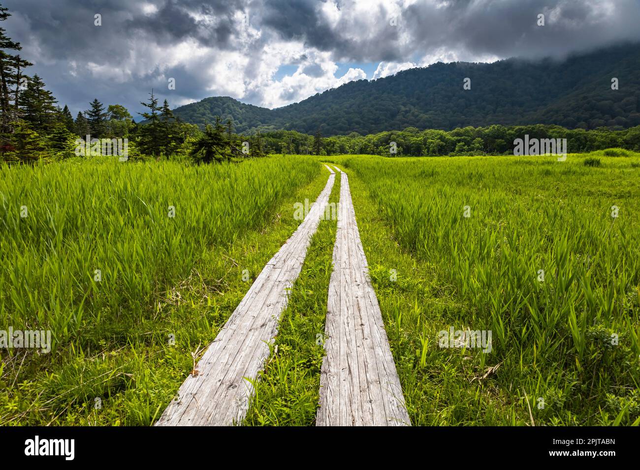 Boardwalk in Feuchtgebiet, Ozegahara Marshland, Oze National Park, Hinoematamura (Hinoemata Village), Fukushima, Japan, Ostasien, Asien Stockfoto