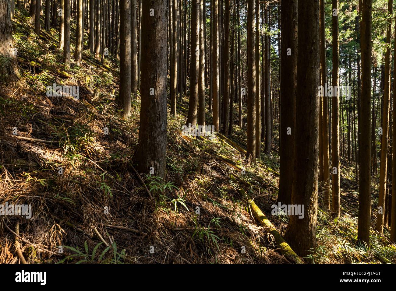 Zedernwald von Mt. Warabiyama(Warabi-Yama, Mt. Warabi), Okumusashi Mountains, Hanno City, Saitama, Japan, Ostasien, Asien Stockfoto