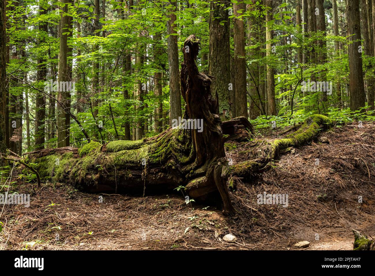 Gefallener Zedernbaum mit Moos, Wald des heiligen Mt. BUKO, alte Zedern, Okumusashi Berge, Yokoze Stadt, Chichibu, Saitama, Japan, Ostasien, Asien Stockfoto