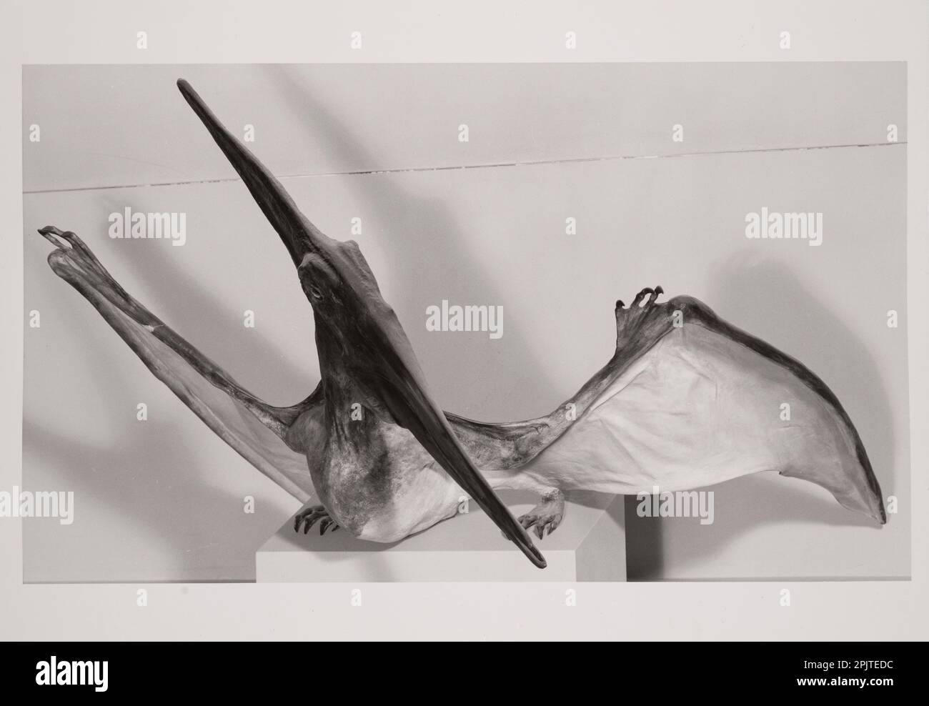 Modell von Pteranodon Ingens, einem großen Pterosaurier (fliegendes
