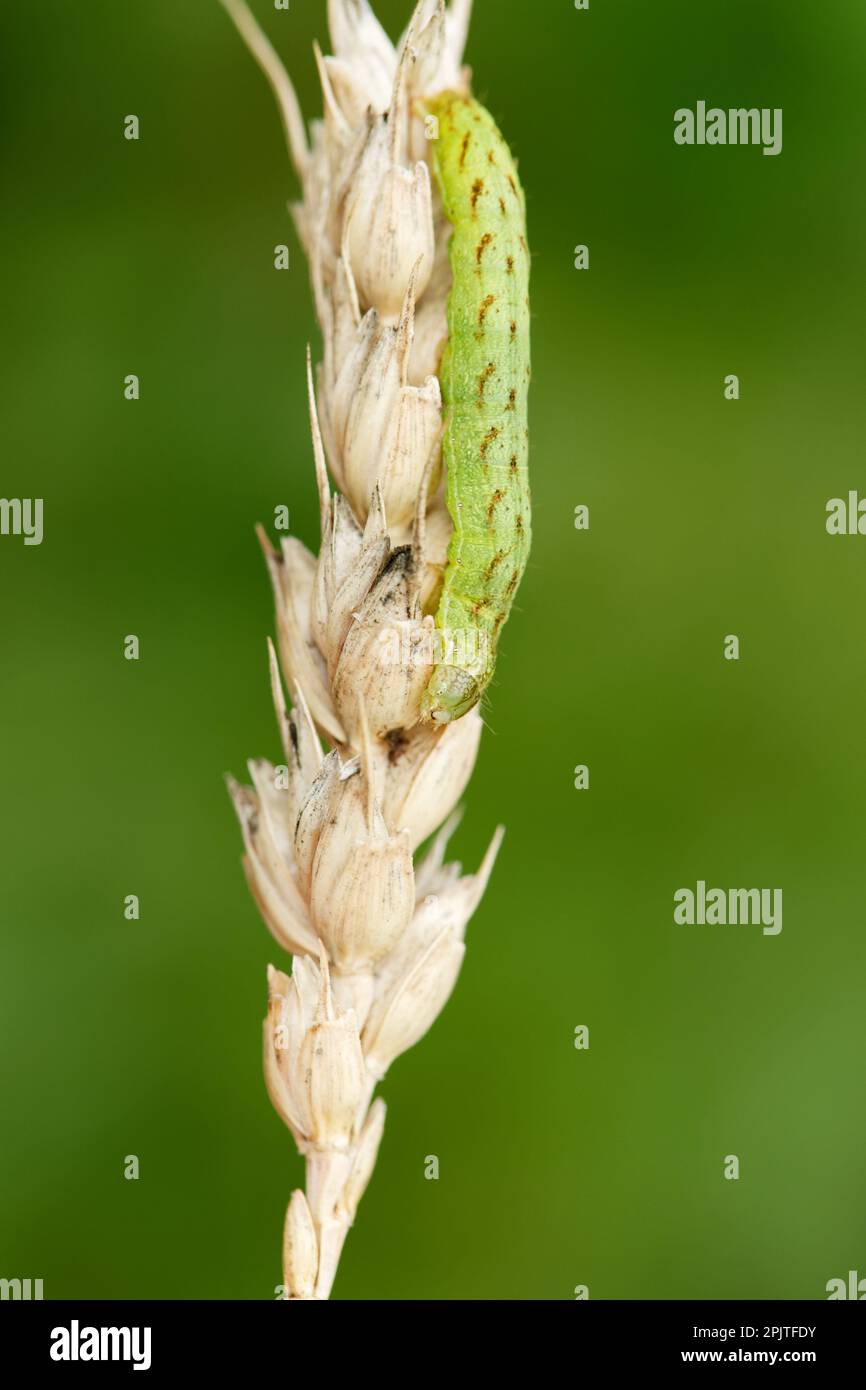 Schöne Brokat-Mottenlarve (Lacanobia contigua) Stockfoto