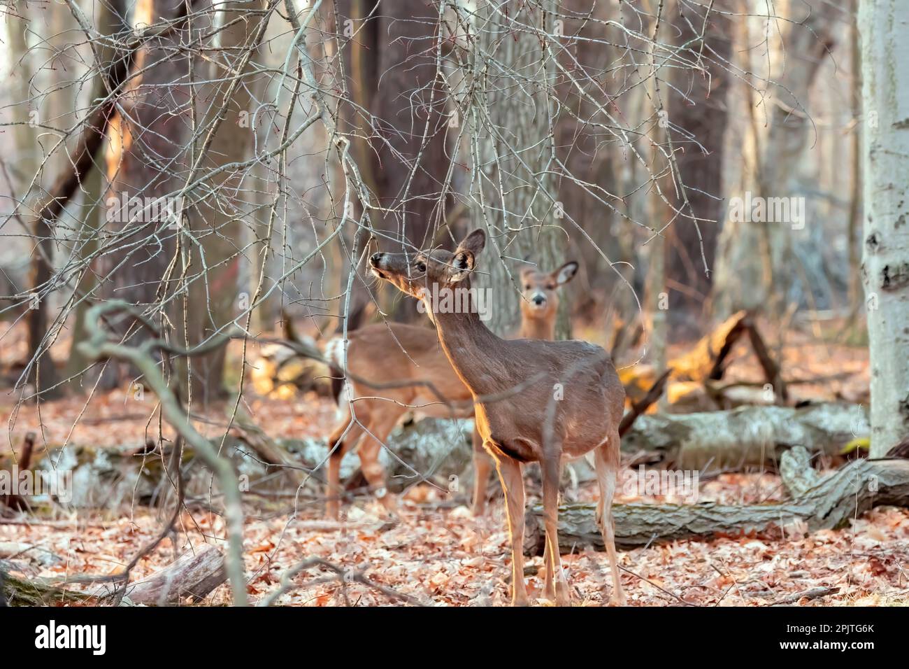 Weißwedelhirsch - der Hinterkopf knabbert die neuen Knospen des Baumes, Waldschäden durch wilde Tiere. Stockfoto