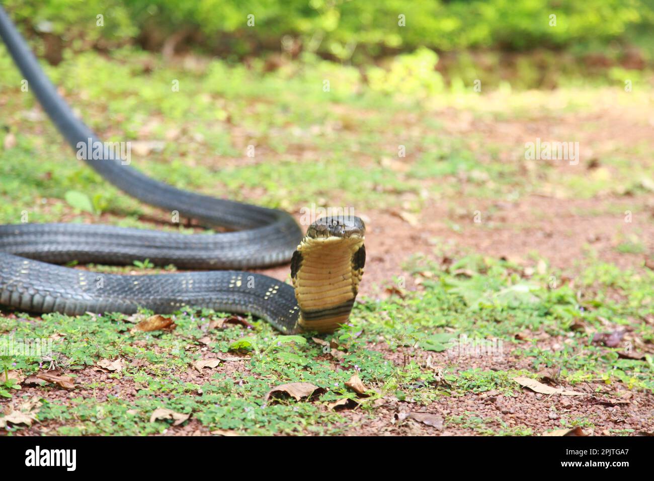 Königskobra (Ophiophagus hannah) ist eine giftige Schlangenart von Elaffen, die im Dschungel in Süd- und Südostasien endemisch ist, goa india (2) Stockfoto