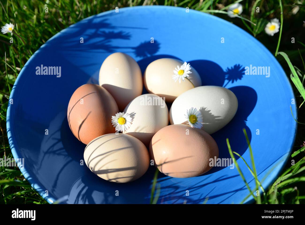 Teller mit verschiedenen Eiern und Kamillenblumen auf grünem Gras im Freien, Nahaufnahme Stockfoto