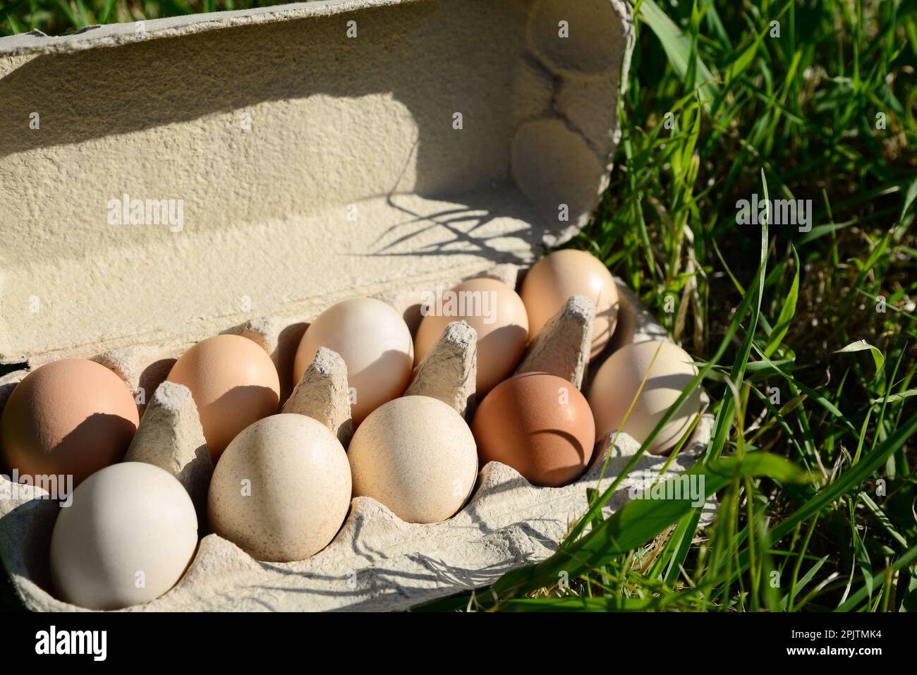 Karton mit verschiedenen Eiern auf grünem Gras im Freien Stockfoto