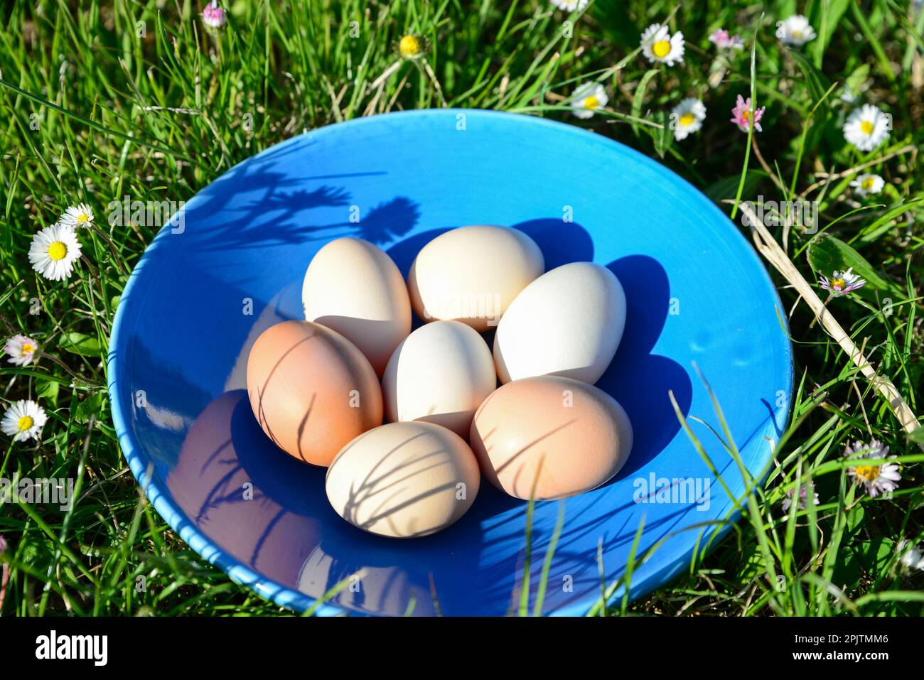 Teller mit verschiedenen Eiern auf grünem Gras im Freien Stockfoto