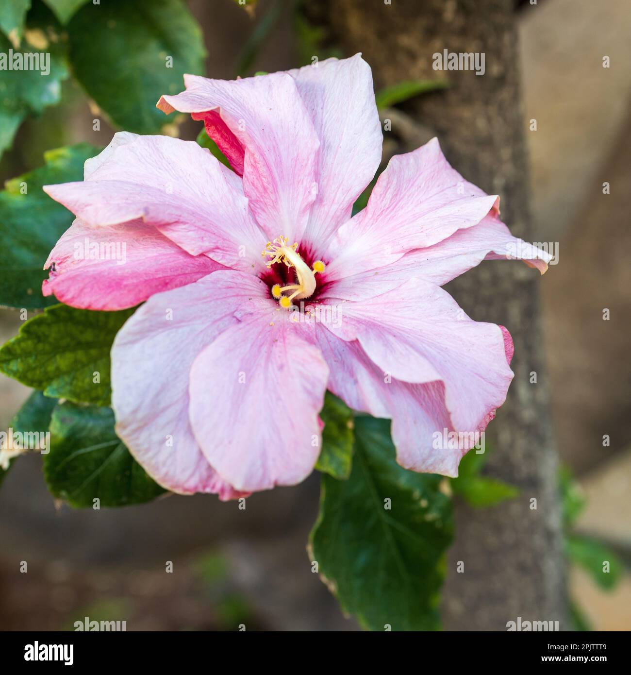 Schuh schwarze Pflanze mit einem natürlichen Hintergrund. Auch Hibiscus rosa Sinensis, chinesischer Hibiskus, Chinarose, Hawaiianischer Hibiskus, Rosenmalbe und Schoeb genannt Stockfoto
