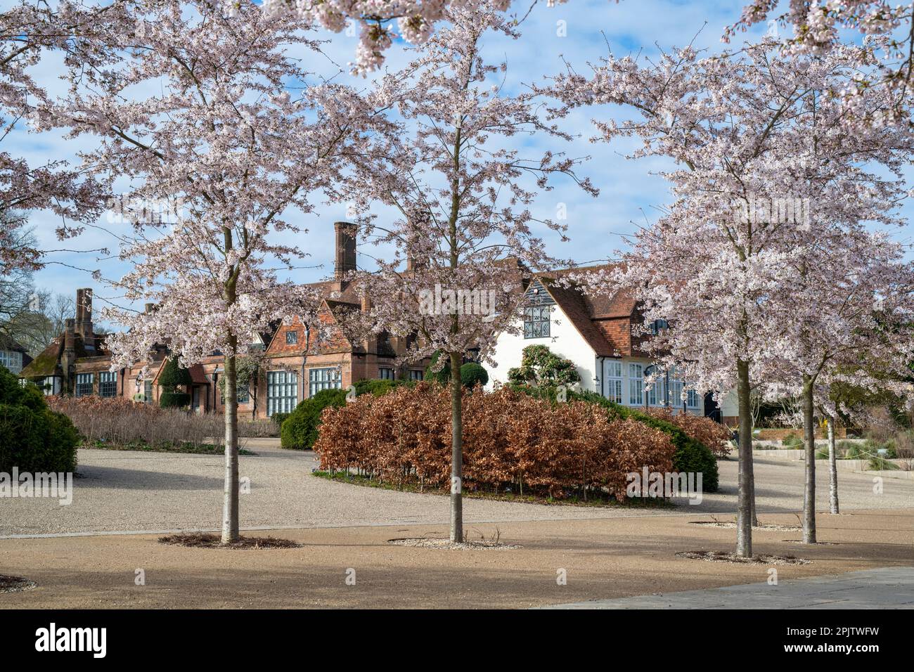 Prunus x yedoensis. Yoshino Cherry Tree Avenue vor RHS Wisley Gardens im märz. Wisley, Surrey, England Stockfoto