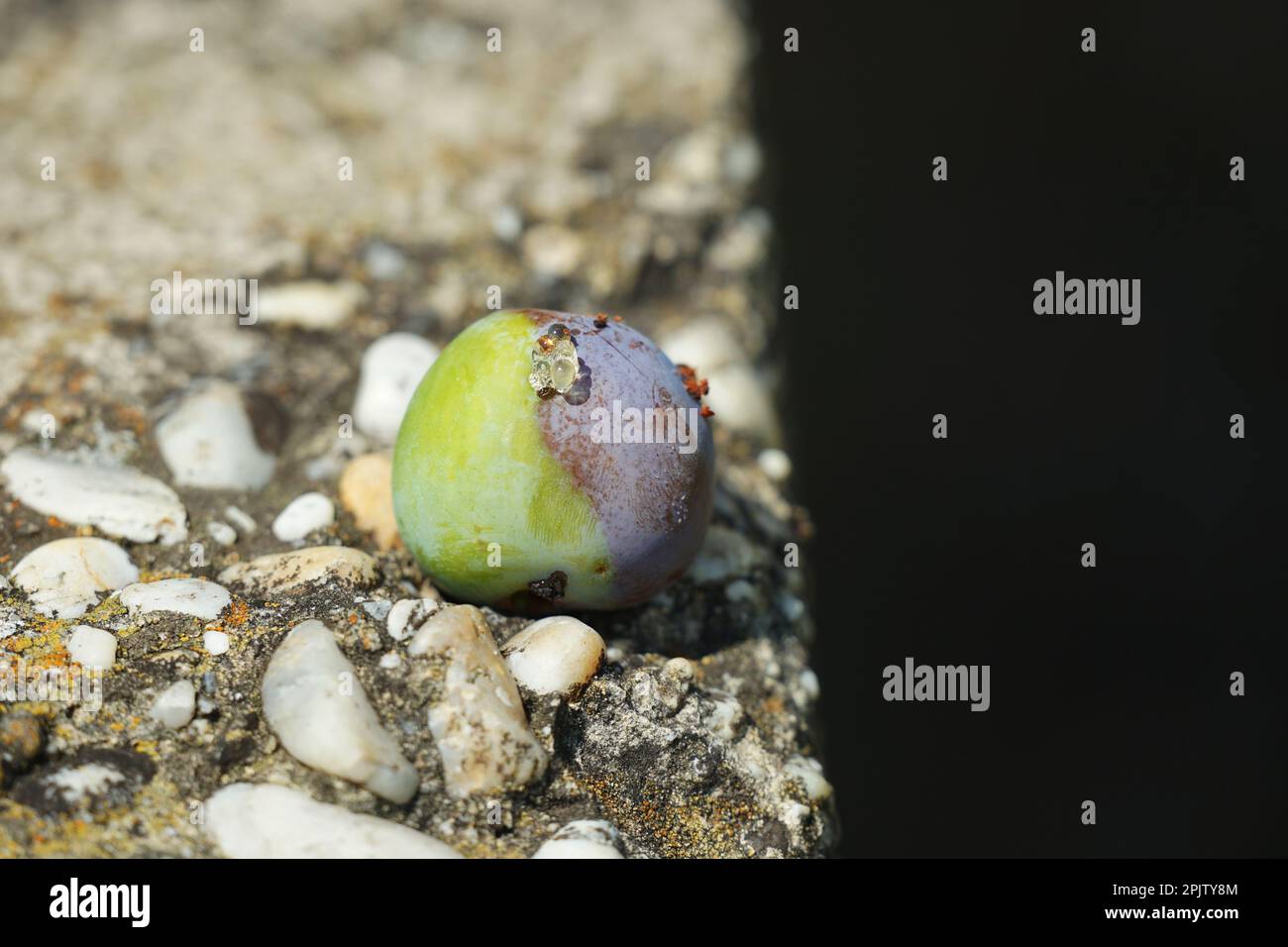 Pflaumenbaum trockene Früchte Früchte, Lebensmittelabfälle, trockene Früchte an einer Wand in der Sonne farbenfrohe Umgebung. Pflaume Pfaumenbaum Frucht Obst Herbst Stockfoto