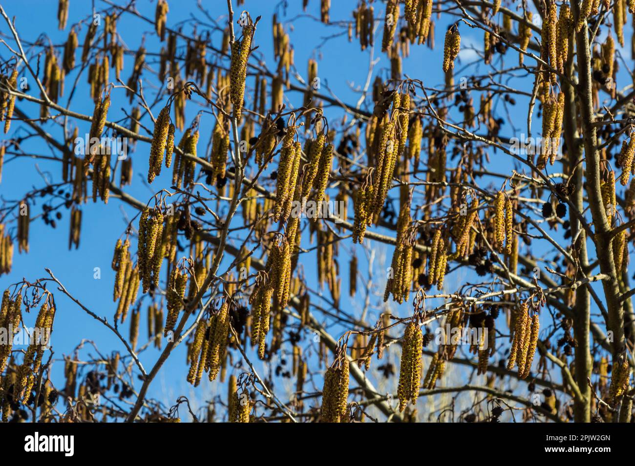 Kleiner Ast von schwarzer Erle Alnus glutinosa mit männlichen