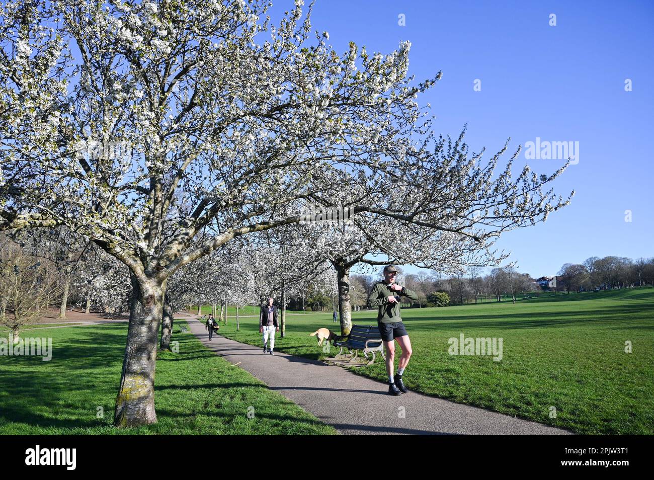 Brighton UK 4. April 2023 - Wanderer genießen die wunderschöne Frühlingsblüte und den Sonnenschein im Hove Park , Brighton heute früh am Morgen, da für die nächsten Tage ein ruhigeres Wetter vorhergesagt wird : Credit Simon Dack / Alamy Live News Stockfoto