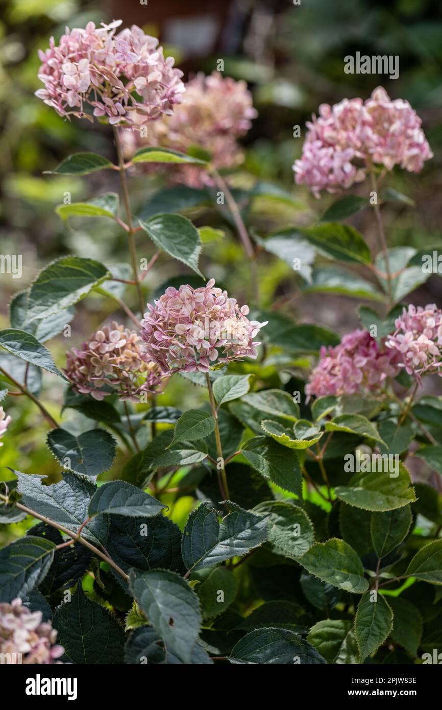 Hortensien Arborescens Incrediball Blush, Sweet Annabelle in Gartenblumen Stockfoto