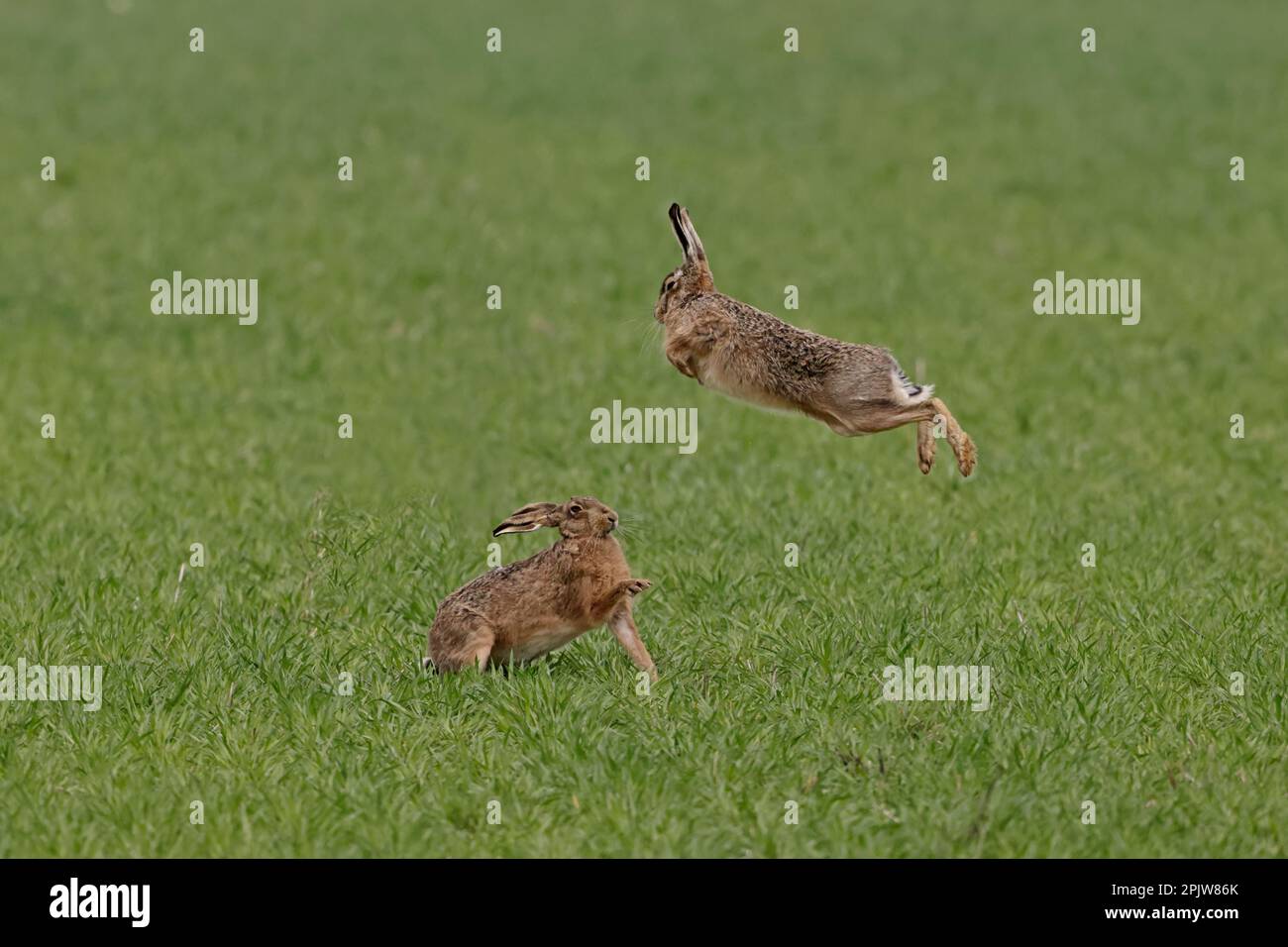 Braune Hasen, die sich in Norfolk UK verfolgen Stockfoto