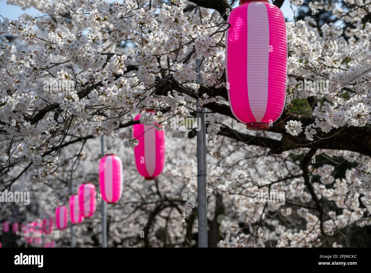 Die wunderschöne Frühlingslandschaft rund um Nagaoka Castle, Niigata, Japan Stockfoto