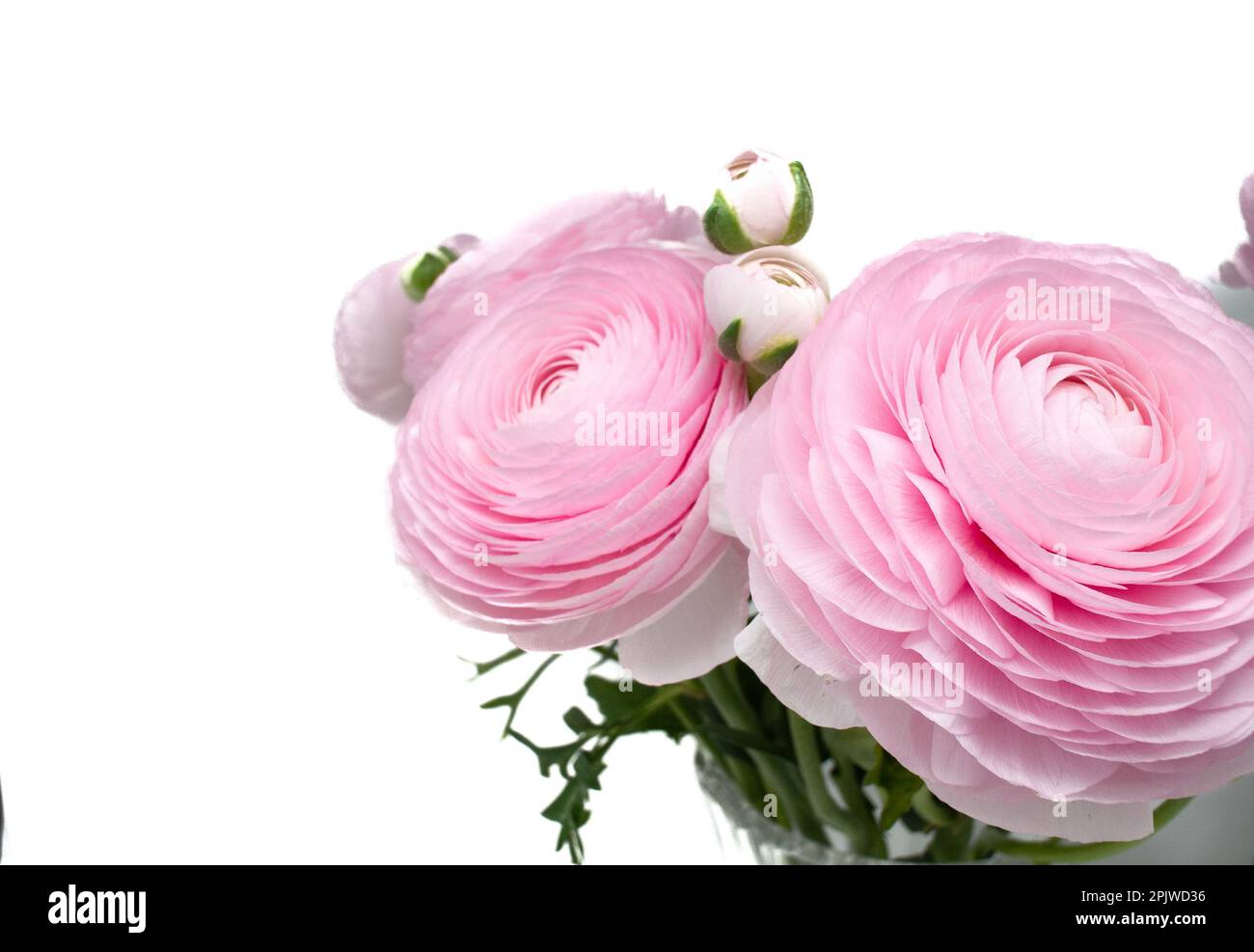 Rosafarbene Ranunculus-Blüten mit weißem Hintergrund Stockfoto