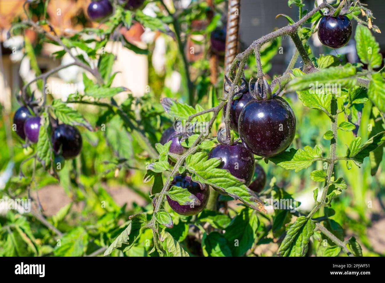 Schwarze Tomaten auf dem Zweig der Pflanze außerhalb von Heimgärtnern Stockfoto