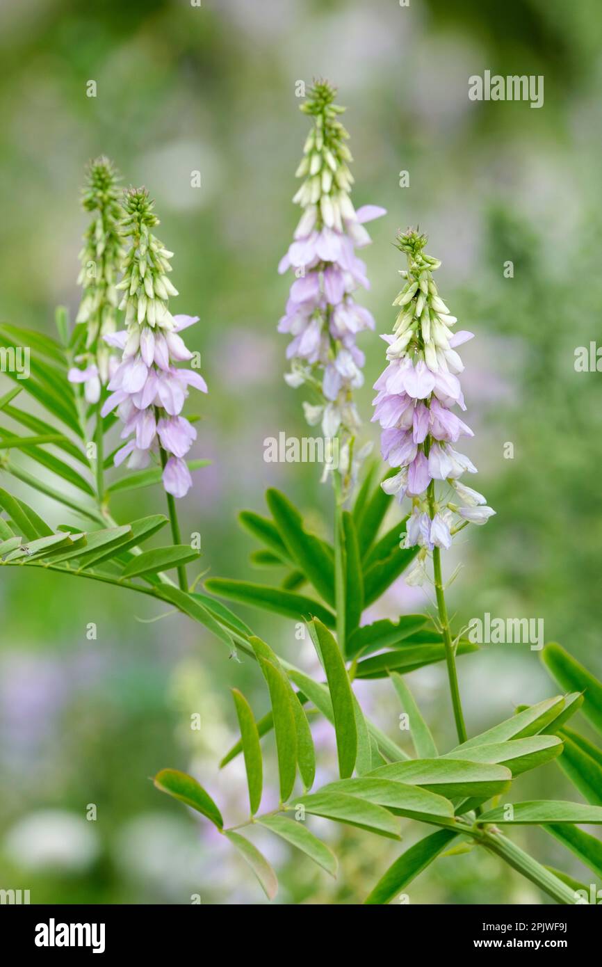 Galega x hartlandii Lady Wilson, Lady Wilson' Ziegenrue, zweifarbige Lavendel/weiße Erbsenblüten Stockfoto