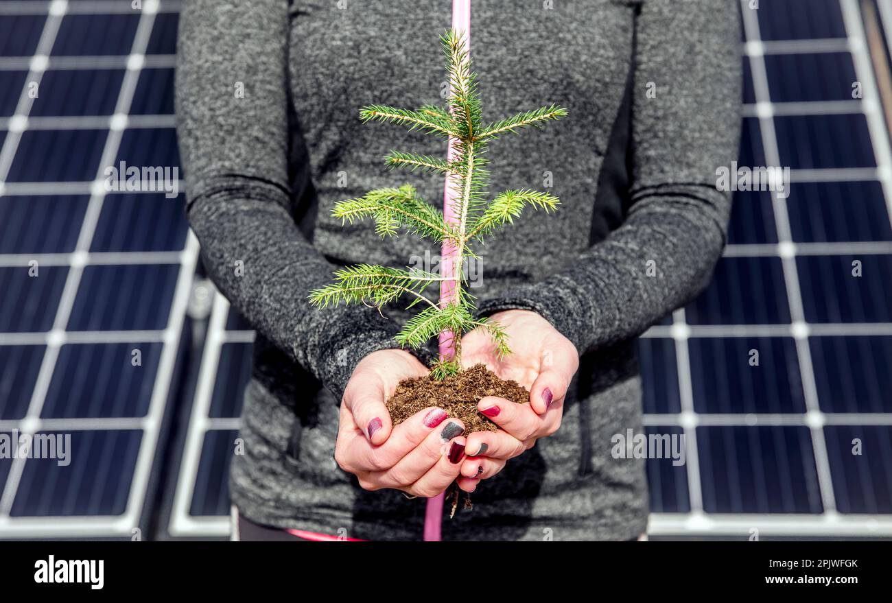 Nachhaltiges Energie- und Naturkonzept. Hände halten einen Haufen Erde und Fichte, blaues Solarmodul auf dem Hintergrund. Wiederaufforstung und Technologie. Stockfoto