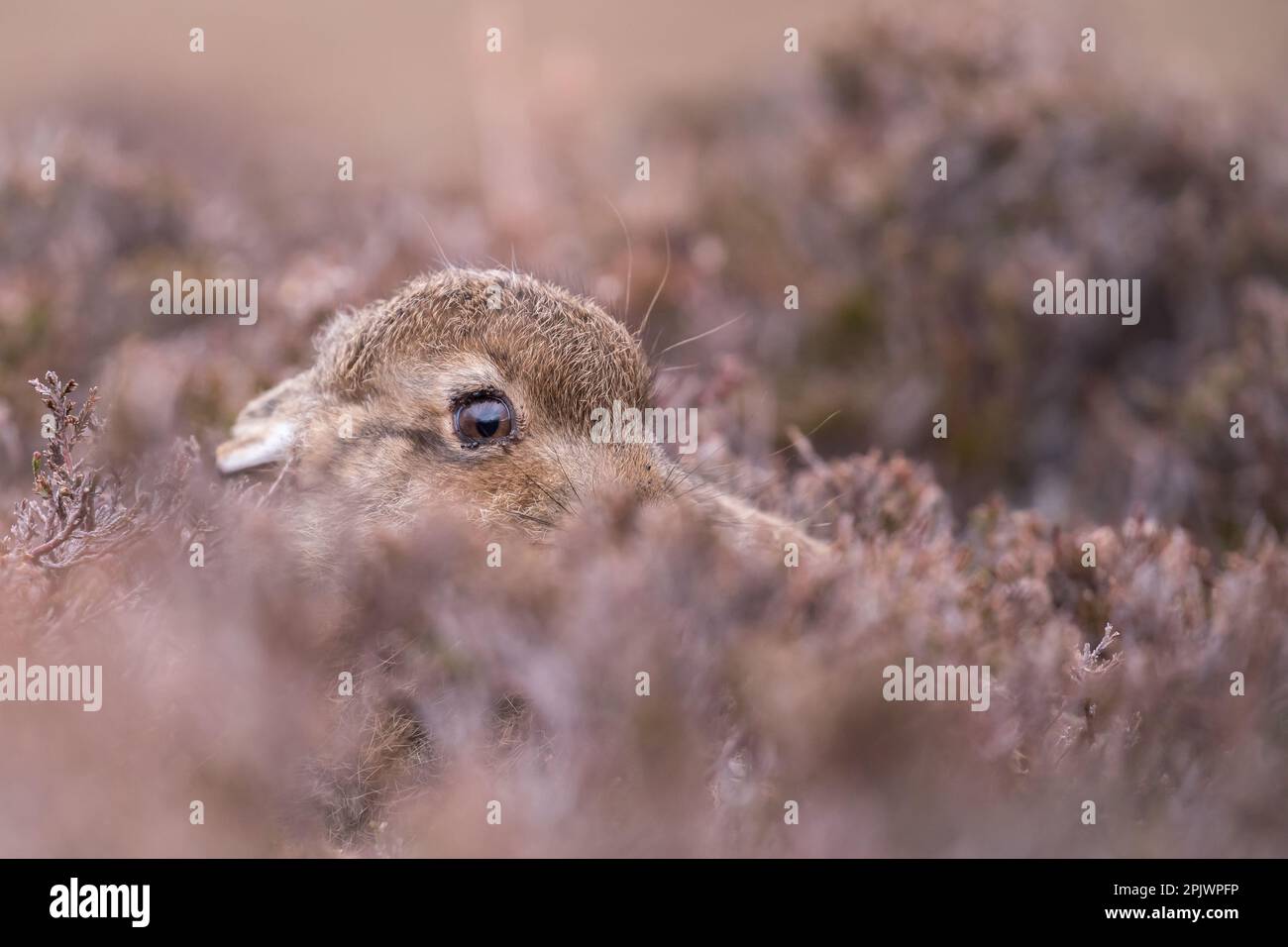 Ein junger Hase (lepus) wartet auf seine Mutter, versteckt im Moor Stockfoto